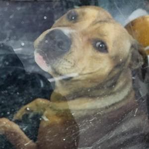 In un furgone abbandonato c’è un cane lasciato al suo destino, ma per Mason arriva il lieto fine