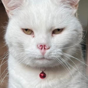 Da Smudge a Voldemort, il gatto che ha perso il naso a causa del cancro (e cambiato nome)