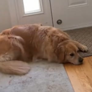 Il primo giorno di scuola e il cuore spezzato del cane Beau quando capisce che lui rimarrà a casa