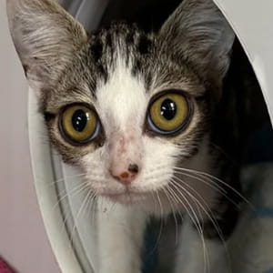 La nuova vita di Owl, il gatto con due occhi così grandi da sembrare finti