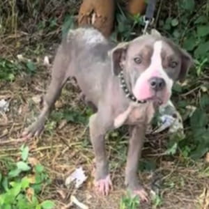 Legato per giorni nel bosco, il cane Cora era invisibile fino a quando qualcuno ha sentito il suo pianto