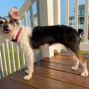 L’incubo del cane Mochi: si era perso ma per tornare a casa la famiglia ha dovuto adottarlo di nuovo