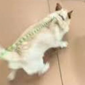 La corsa a perdifiato verso la nuova famiglia del cane Lucky, ma dopo una settimana il sogno finisce