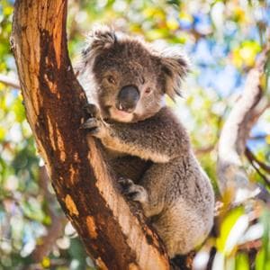 Oltre 750 koala sono stati uccisi in Australia dai cecchini in elicottero: ecco cosa sta accadendo