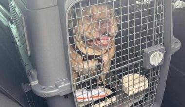 Un folle abbandono: non può imbarcare in aereo il cane, così lo carica su un taxi e lo manda a un rifugio
