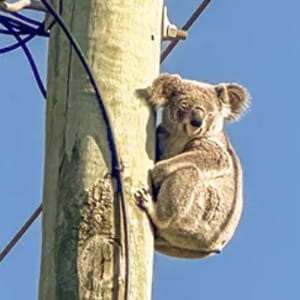 In Australia sempre più koala abbracciano i pali della luce, ecco perché non è una buona notizia