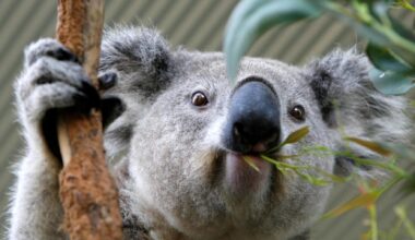 Stop ai disboscamenti in Australia e nuovo vaccino contro la clamidia per salvare i koala