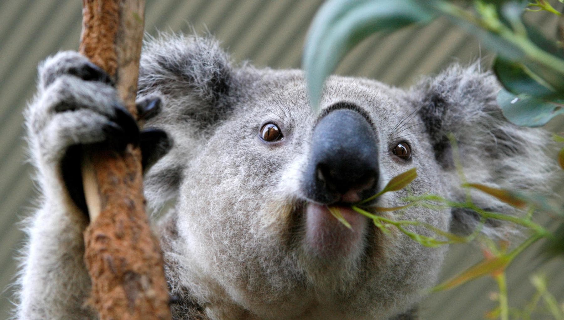 Stop ai disboscamenti in Australia e nuovo vaccino contro la clamidia per salvare i koala