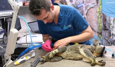 L'Australia approva il primo vaccino al mondo per salvare i koala dalla clamidia