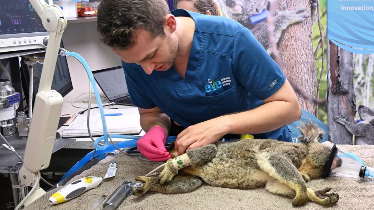 L'Australia approva il primo vaccino al mondo per salvare i koala dalla clamidia