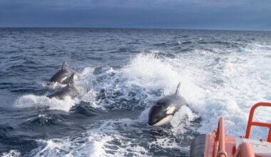 Le orche continuano ad attaccare le barche lungo la costa iberica