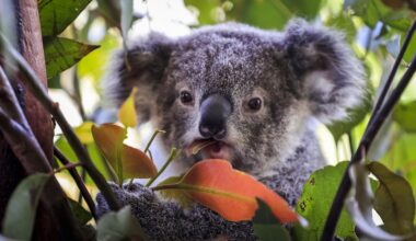 L'Australia ha approvato per la prima volta un vaccino per i koala contro la clamidia