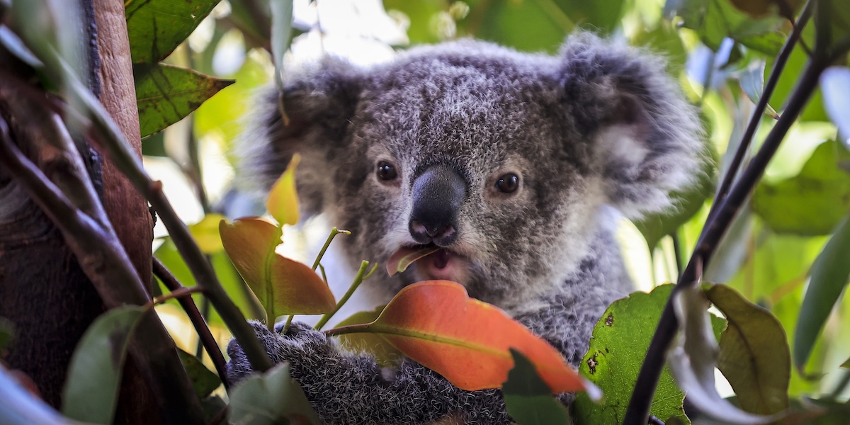 L'Australia ha approvato per la prima volta un vaccino per i koala contro la clamidia