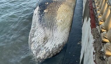 A Livorno è stata trovata una balenottera morta nel mare davanti alla Terrazza Mascagni