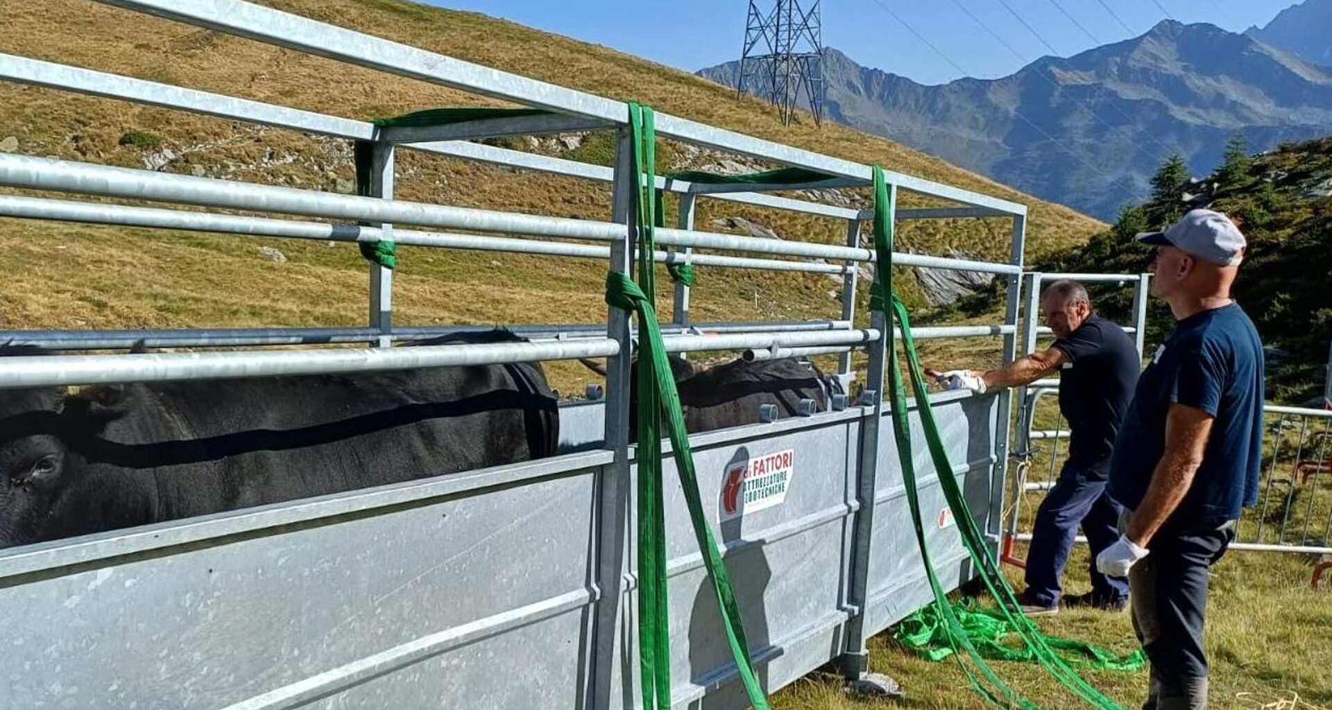 Elicotteri, gabbie e vaccini: così la Valle d’Aosta ha salvato le sue mucche