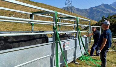 Elicotteri, gabbie e vaccini: così la Valle d’Aosta ha salvato le sue mucche
