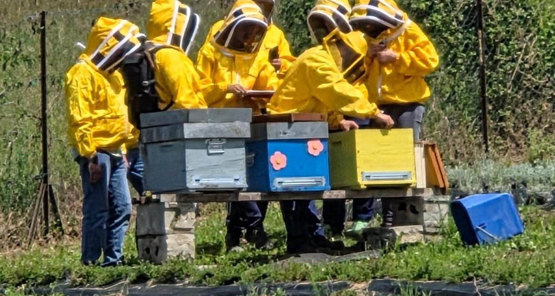 Se curare le api aiuta i ragazzi a sentirsi meno soli