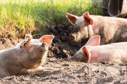 Sette comuni in Garfagnana in allerta per la peste suina