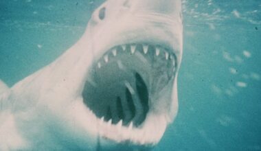 Lo squalo, il capolavoro di Steven Spielberg torna al cinema