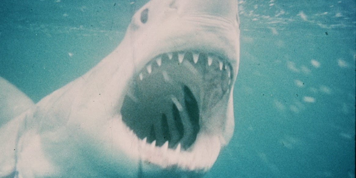 Lo squalo, il capolavoro di Steven Spielberg torna al cinema