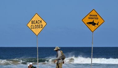 'Enorme squalo' sbrana un surfista al largo di Sydney - Notizie