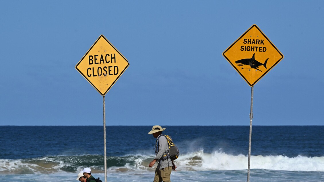 'Enorme squalo' sbrana un surfista al largo di Sydney - Notizie