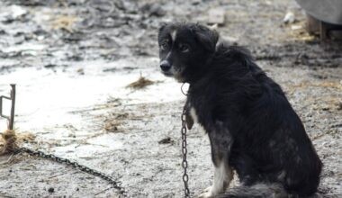 Il cane alla catena e quello ucciso con il boccone ai chiodi: i casi puniti in due mesi con la legge Brambilla