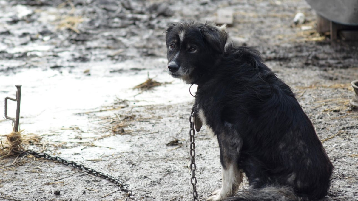 Il cane alla catena e quello ucciso con il boccone ai chiodi: i casi puniti in due mesi con la legge Brambilla
