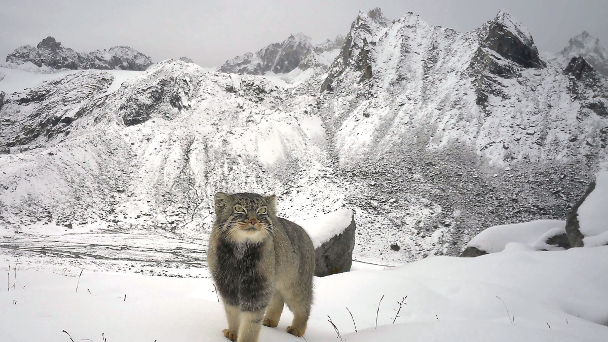 Il gatto di Pallas e la prima fotografia del misterioso felino realizzata sull’Himalaya