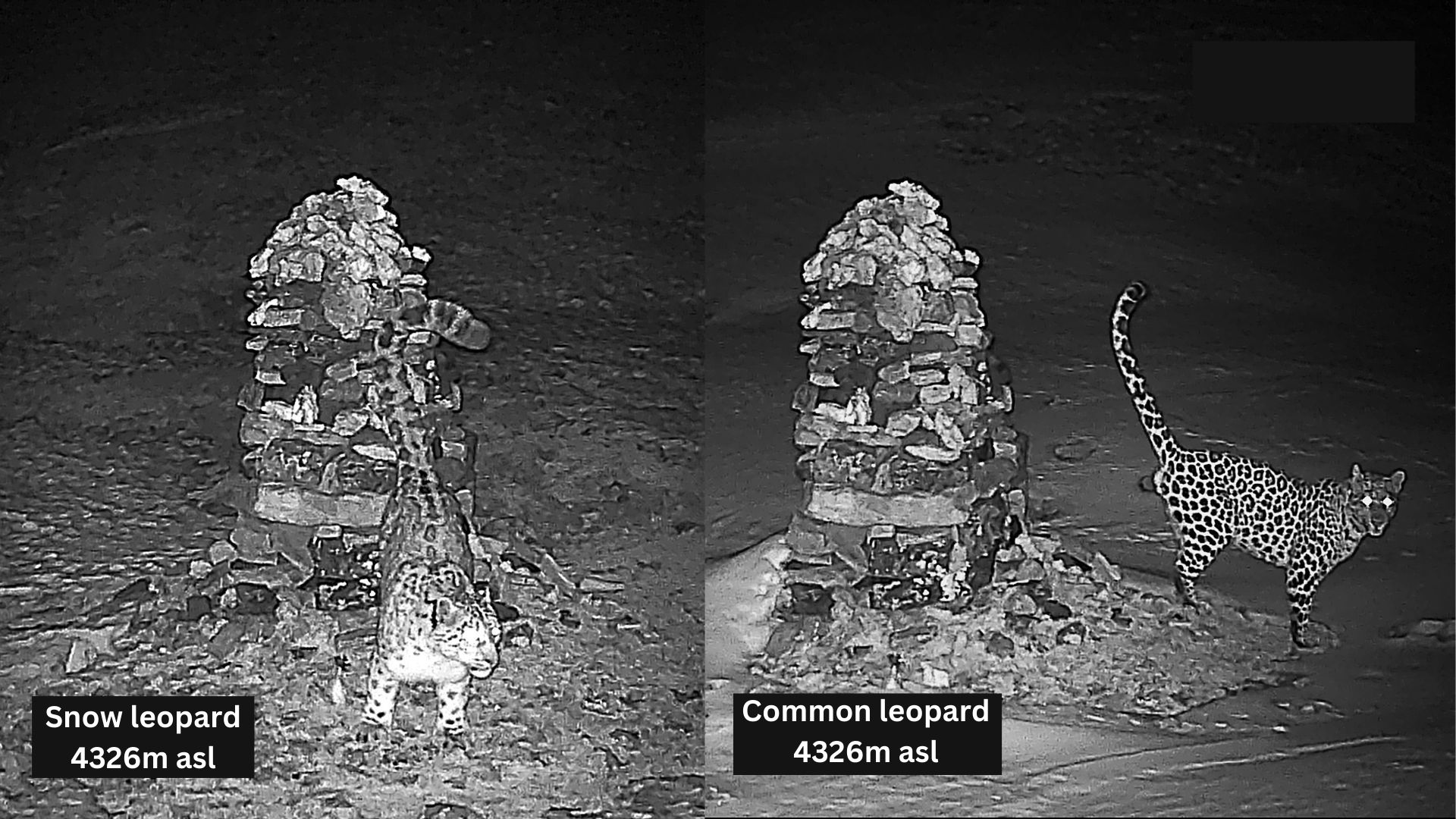 Il gatto di Pallas e la prima fotografia del misterioso felino realizzata sull’Himalaya