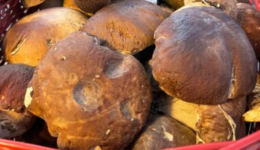 L'annata record dei funghi (ma anche dei vandali)