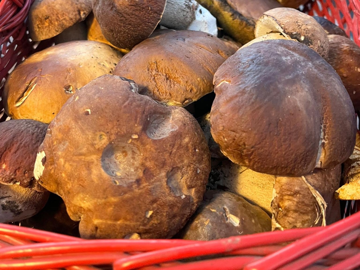 L'annata record dei funghi (ma anche dei vandali)