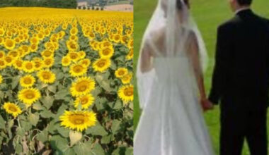 Sposi fanno le foto in un campo di girasoli, il contadino li aggredisce e li manda in ospedale: calci e schiaffi, le nozze diventano un incubo