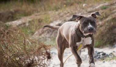 Ancona, agente spara e uccide un pitbull durante un controllo anti-droga. La proprietaria (deferita dalle autorità): «L'ho visto morire... - Il Messaggero