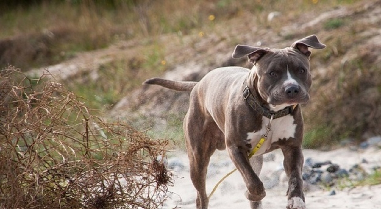 Ancona, agente spara e uccide un pitbull durante un controllo anti-droga. La proprietaria (deferita dalle autorità): «L'ho visto morire... - Il Messaggero