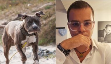 Ancona, agente spara e uccide un pitbull: cosa non torna? Dalle diverse versioni all'appello degli animalisti: «Chiediamo la sospensione»