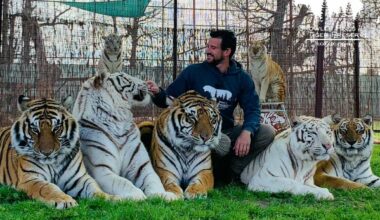 Addestratore sbranato a morte da una delle sue tigri negli Usa. La terribile fine di Ryan Easley, i legami con Joe Exotic