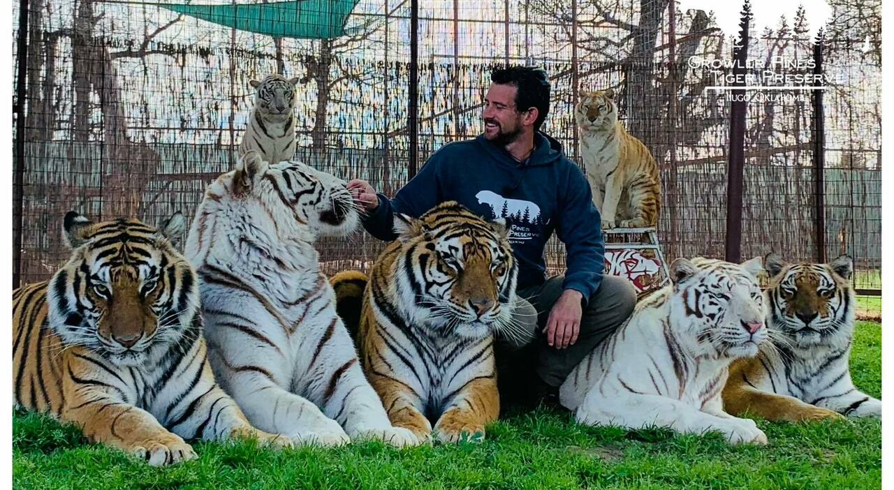 Addestratore sbranato a morte da una delle sue tigri negli Usa. La terribile fine di Ryan Easley, i legami con Joe Exotic