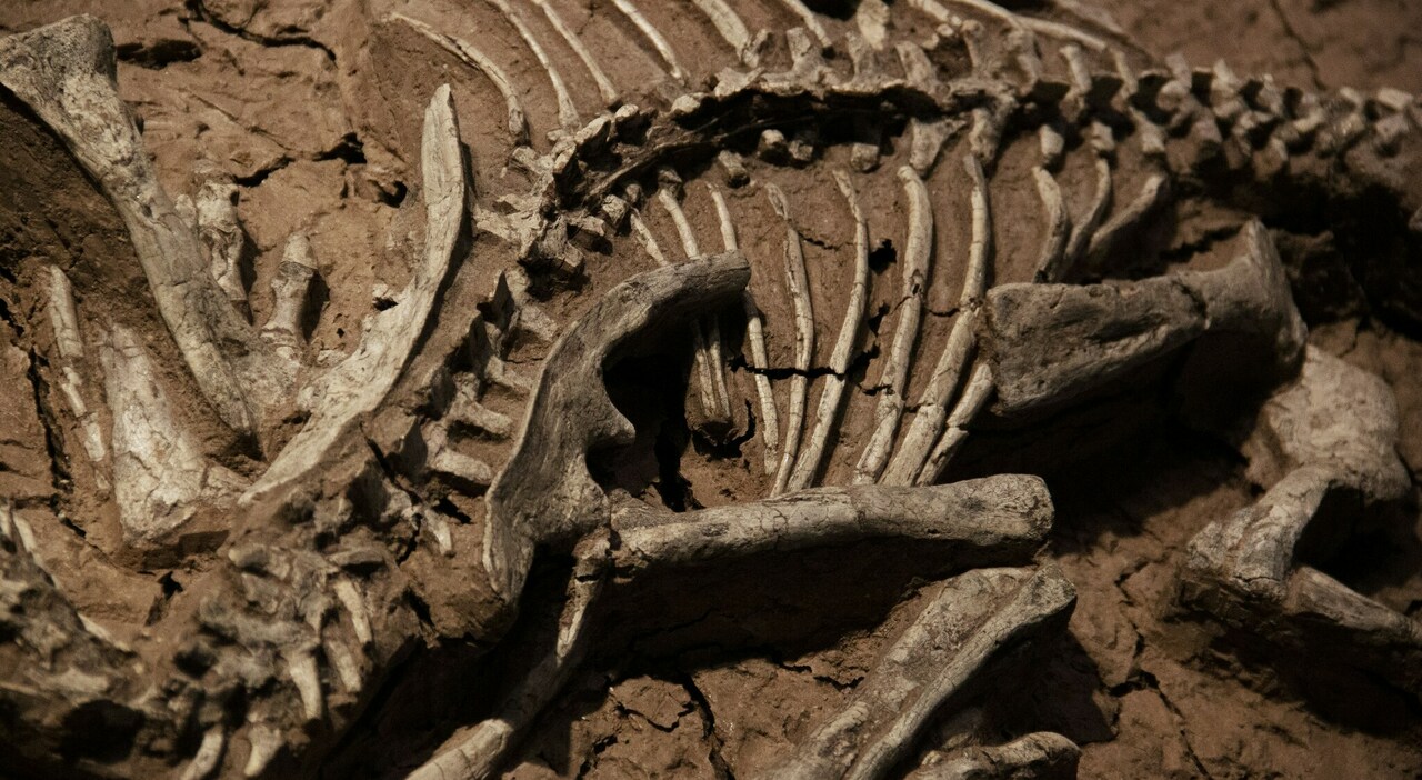 trovato con una zampa di coccodrillo in bocca