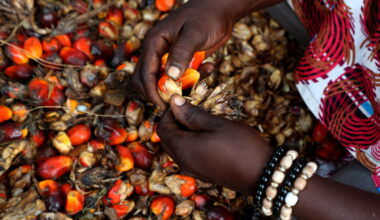 Intelligenza artificiale e agricoltura in Africa
