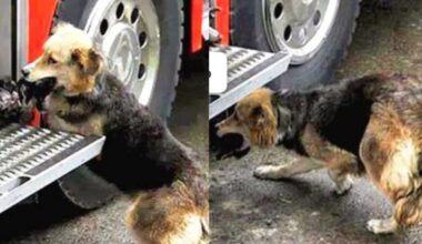 mamma cagna salva i cuccioli da un incendio
