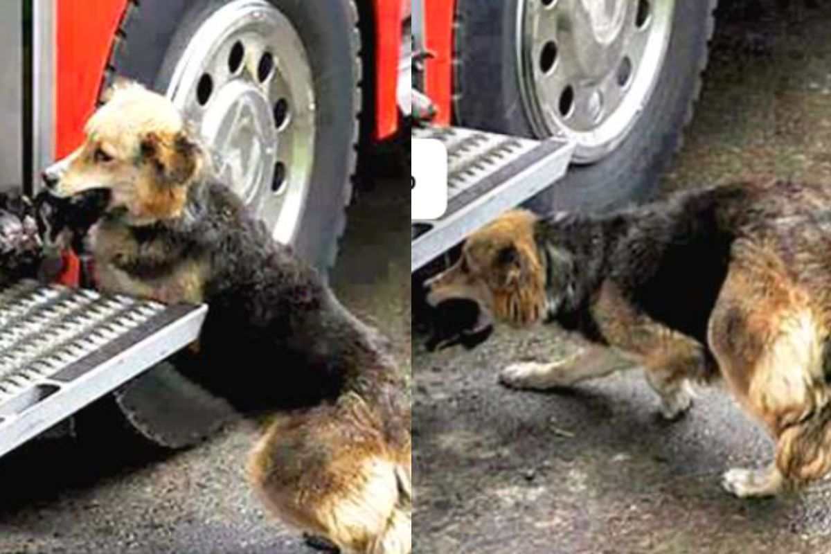 mamma cagna salva i cuccioli da un incendio