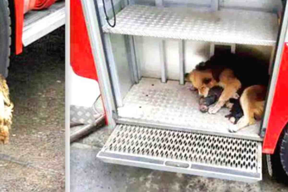 Cagna sul camion coi cuccioli