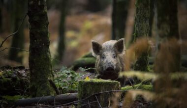 Cuneo, spara al cinghiale ma sbaglia mira e uccide l'amico