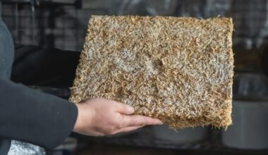 Germania, isolanti naturali dai funghi: il test sorprende