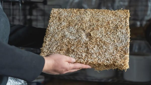 Germania, isolanti naturali dai funghi: il test sorprende