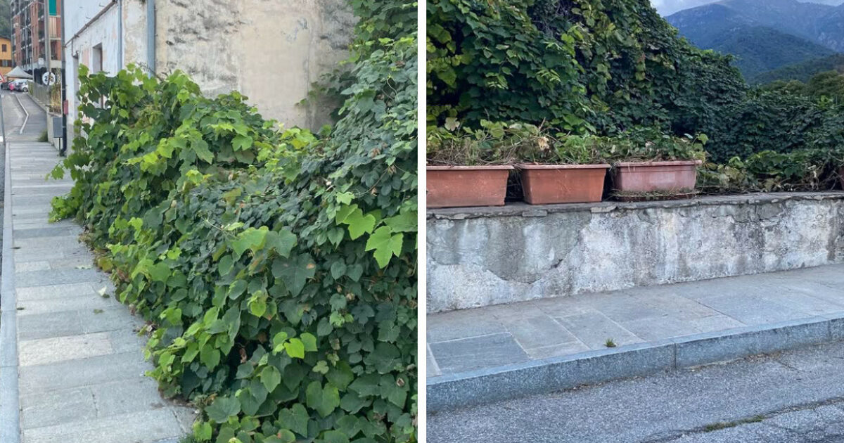 Ripulito dalle erbacce il marciapiedi di via Nazionale a Paesana - La Guida
