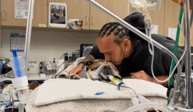 Il pilota della Ferrari Hamilton per stare accanto al suo amato cane Roscoe che è in coma lottando per la vita