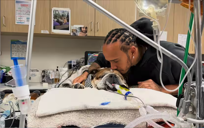 Il pilota della Ferrari Hamilton per stare accanto al suo amato cane Roscoe che è in coma lottando per la vita