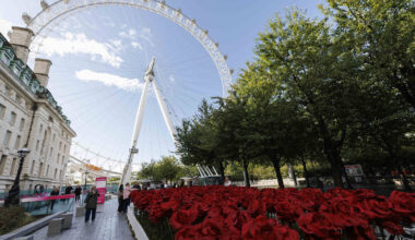 Un'impressionante scia di rose rosse giganti ha circondato il London Eye